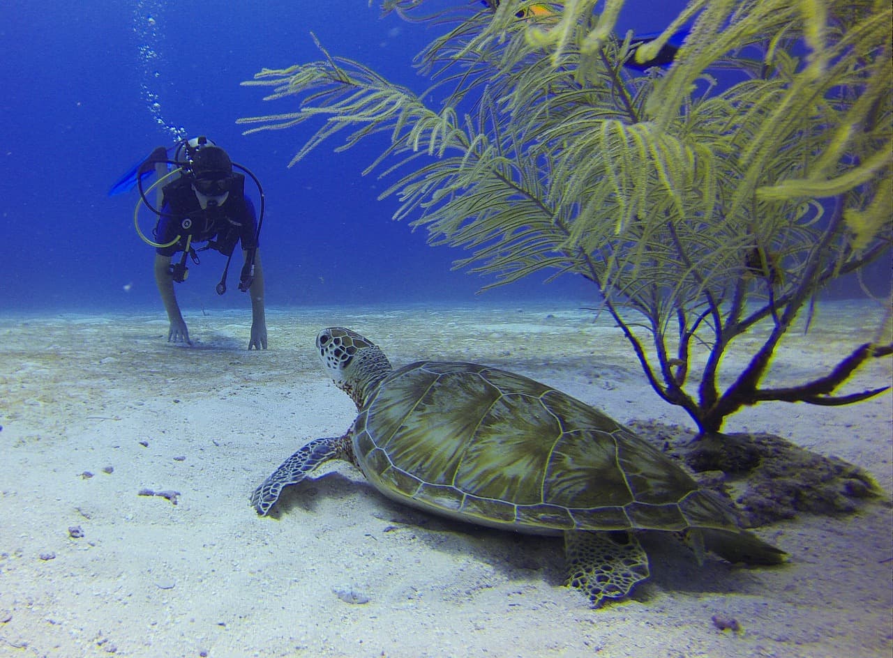 Scuba Diving in Goa