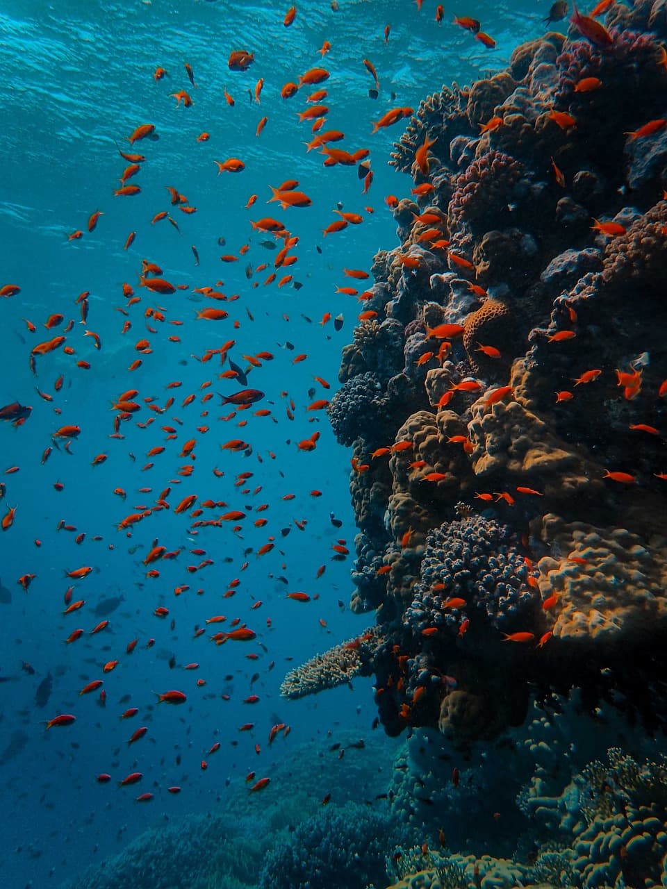 Scuba Diving in Andaman & Nicobar Islands