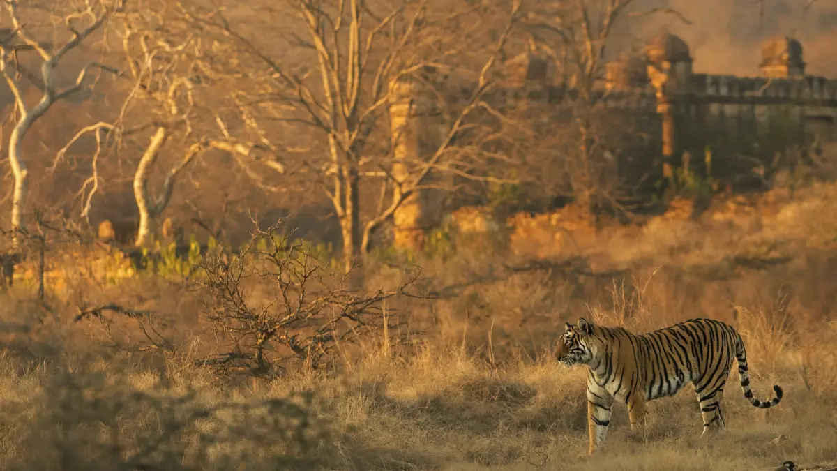 Ranthambhore National Park