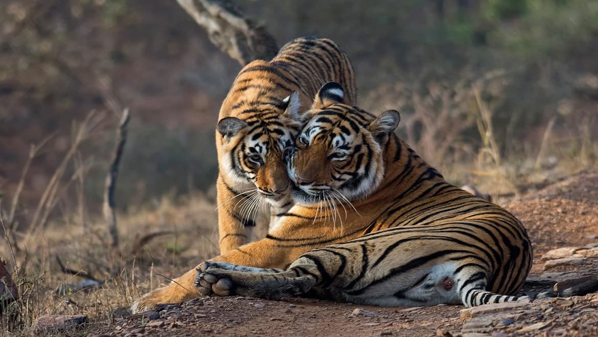 Ranthambhore National Park
