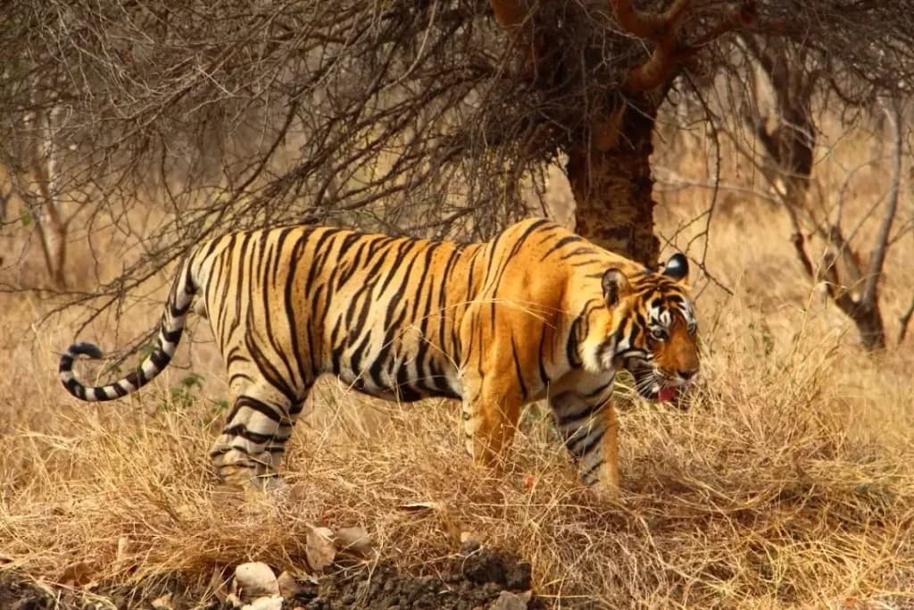 Ranthambhore National Park — photo 2