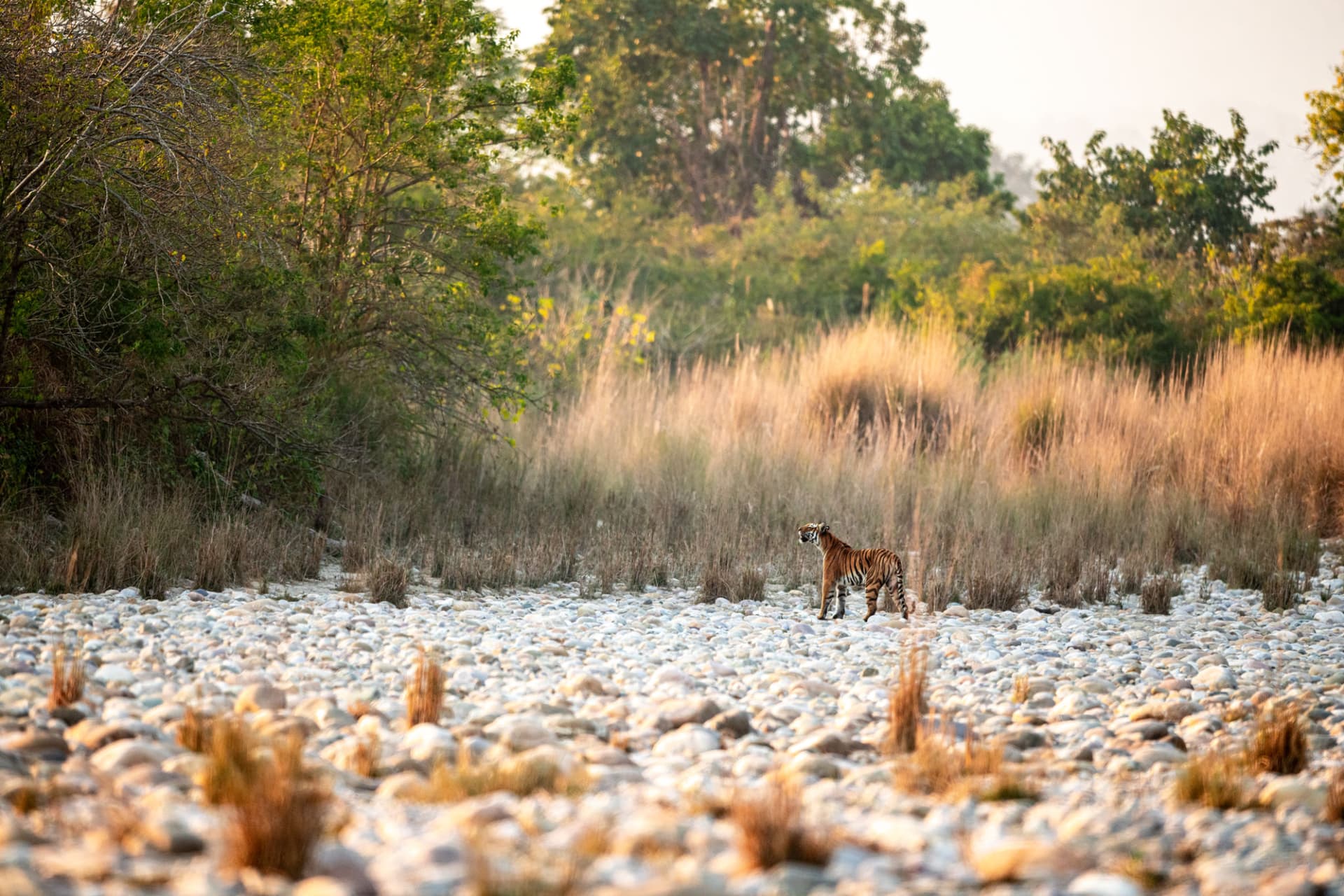 Jim Corbett National Park — photo 2