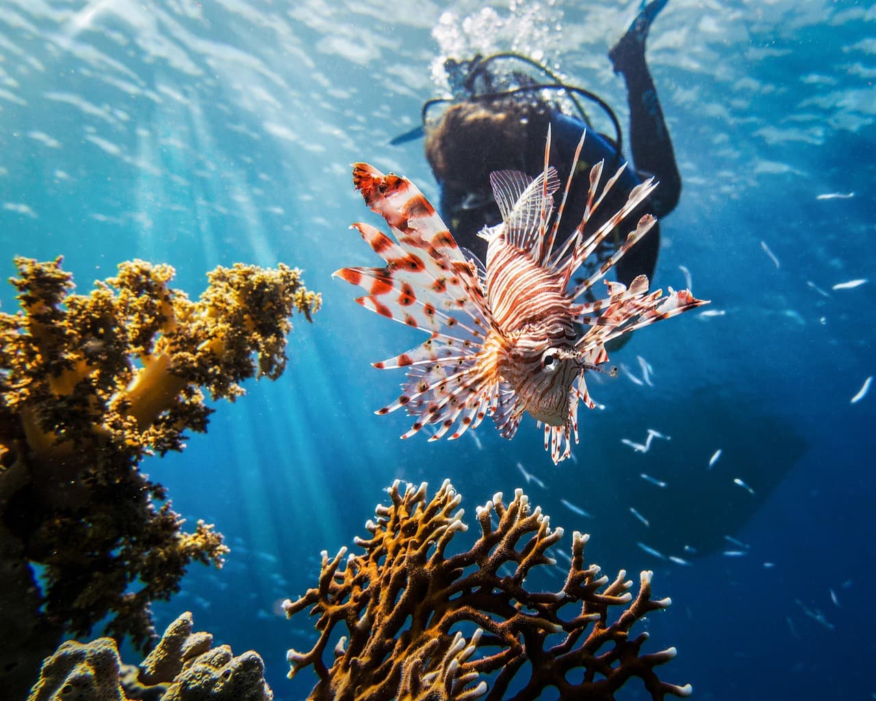 Scuba Diving in Netrani Island (Karnataka)