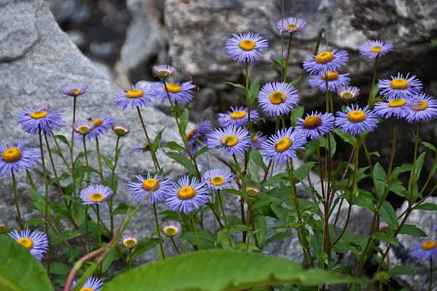 The Valley of Flowers Trek — photo 3